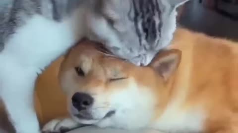 Friendship cat and dog :) so sweeeeet