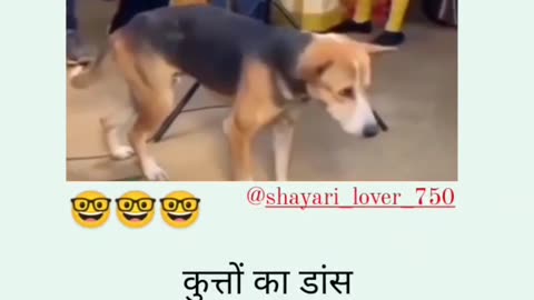 Dog's ke dance 🤣🤣😂