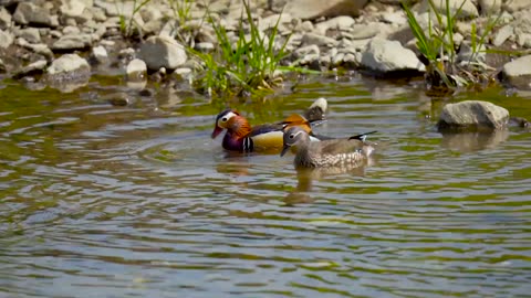 birds nature video