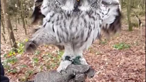 #Owl #Dancing Owl #Shake it Challenge #FunnyVideo #OwlLover