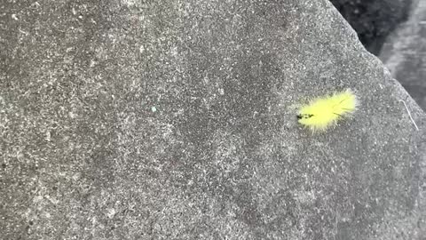 Caterpillar scooting along