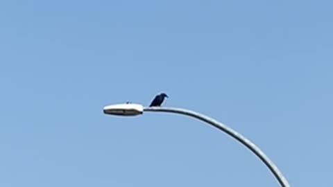 Nature and bird: Black bird calling and flying to a meet up