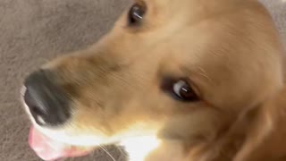 Golden retriever is scared of gate.