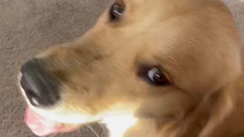 Golden retriever is scared of gate.