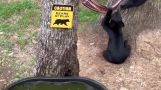 Bear Cubs Play While Mama is Away