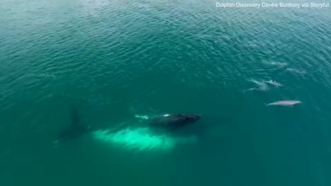 Incredible moment humpback whale gives birth is captured on video for the first time