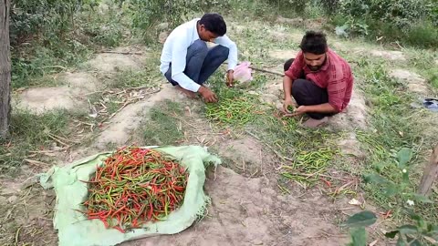 Life Of Poor People Living In India Uttar Pradesh || #VillageLife #FarmerLife || Village Life India