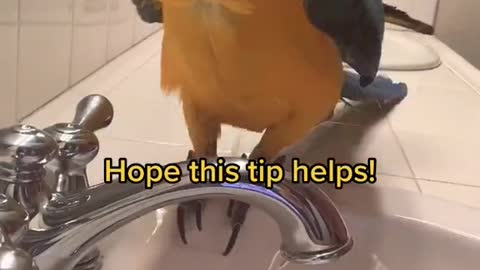 Yes his food pieces be in the sink, #tips #birds