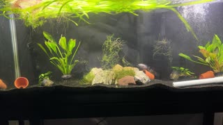 Two Sets of Convict Cichlids Fight!