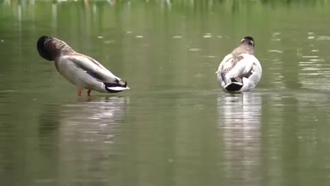 Cute funny ducks