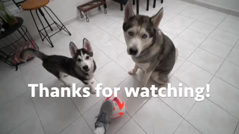 Husky & Puppy Predict The 2022 World Cup Final..