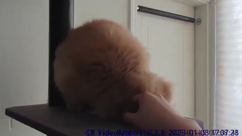 Suspicious Cat Loaf