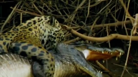 The fight between Jaguar and golden python