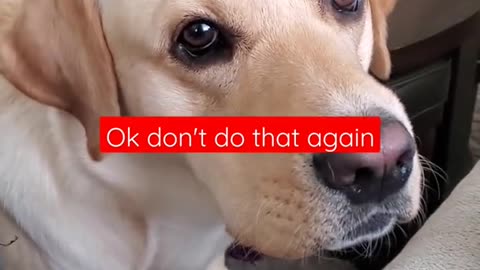 Dog Hates it When Disturbed During Sleeping #Shorts | Funny Dog Video1