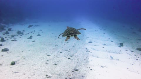 Turtle swimming in a big beautiful blue ocean