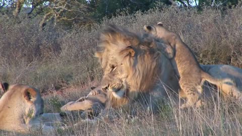 Male lion playing with cubs at Shamwari