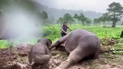"mother love's " Elephant sacrifice herself to save the baby 😥😥😥