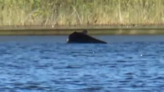 Black Bear Swimming