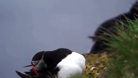 How cute are these puffins😍📸