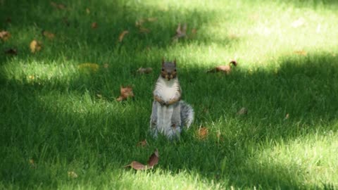 The eastern gray squirrel