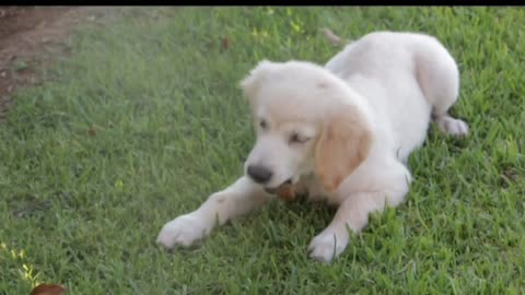 The dog is playing with the ball