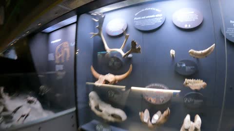 Skulls. Skeletons. Rocks. Natural history museum. 7th Nov 2022