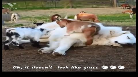 Goats playing with dogs