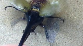 Largest Beetle in the World (2 Videos)