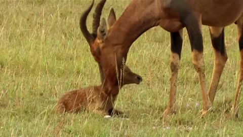 Baby Antelope run to Life