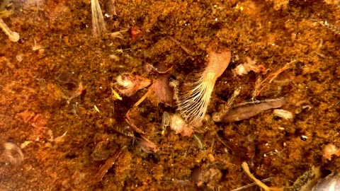 Mosquito Larvae and Pupae are Kind of Cute Before Sucking Your Blood