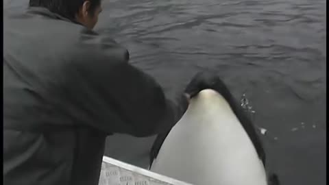 Luna, a wild orca, plays with his human friend