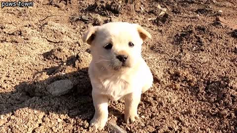 Hardy's story - Wolf howling stray puppy looking for mom was rescued from garbage dump in 2021