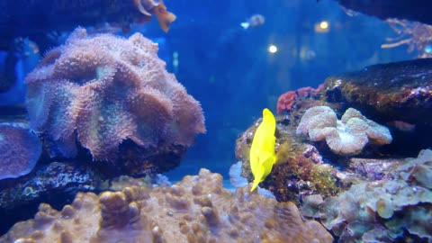 Meditation and relaxing rain animal and aquarium videos