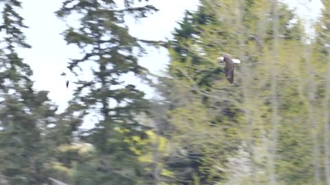 Ross Goose being chased by a Bald Eagle, Panama Flats, Victoria BC