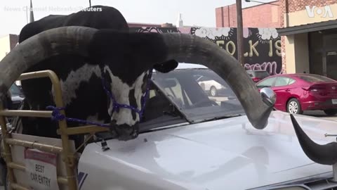 Police Pull Over Vehicle with Giant Bull Riding in Front