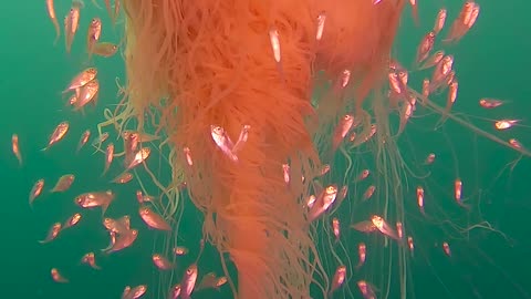 Mesmerising Lion’s Mane Jellyfish