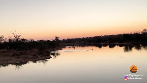 Impala Outsmarts Wild Dogs and Hippos