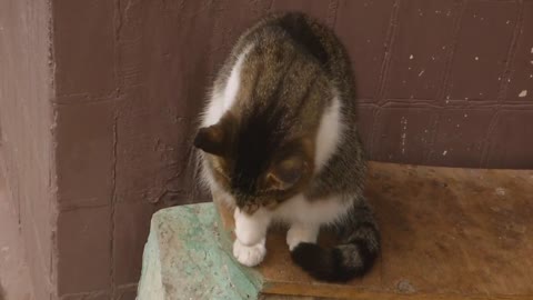 Cute cat doing funny things