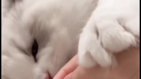 The kitten depends on owner