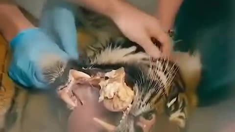 Incredible moment a vet removes a large & painful chunk of bone that's stuck to a tigers tooth.