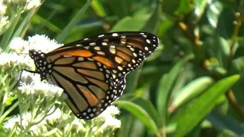 Monarch Butterfly