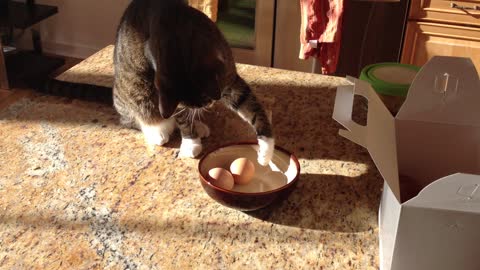 Cat fascinated by bowl of eggs