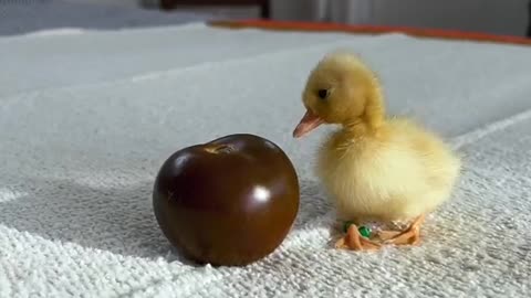 Call Ducks are the smallest Domestic Ducks