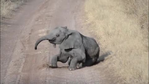 Baby elephant falls into road, struggles to get up again