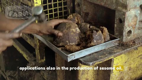 Tahini Sauce Factory: Making Process From Sesame Seeds to Tahini, Sesame Oil, Halva | How it's made