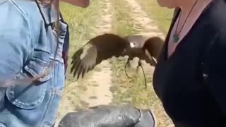 Awesome Bird