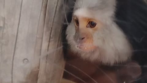 Molly rescued marmoset demands attention from owner