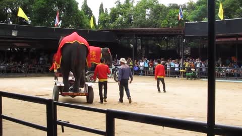 IOI 2011 - The Elephant Show - Riding the Bicycle