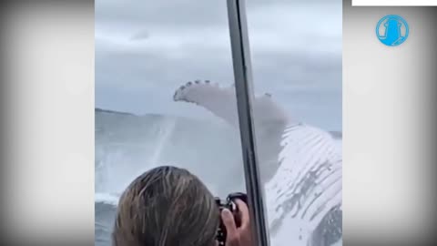 Humpback Whale Jump wow 😱