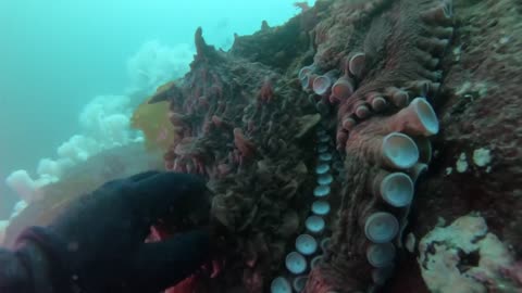 Giant Pacific Octopus Encounter